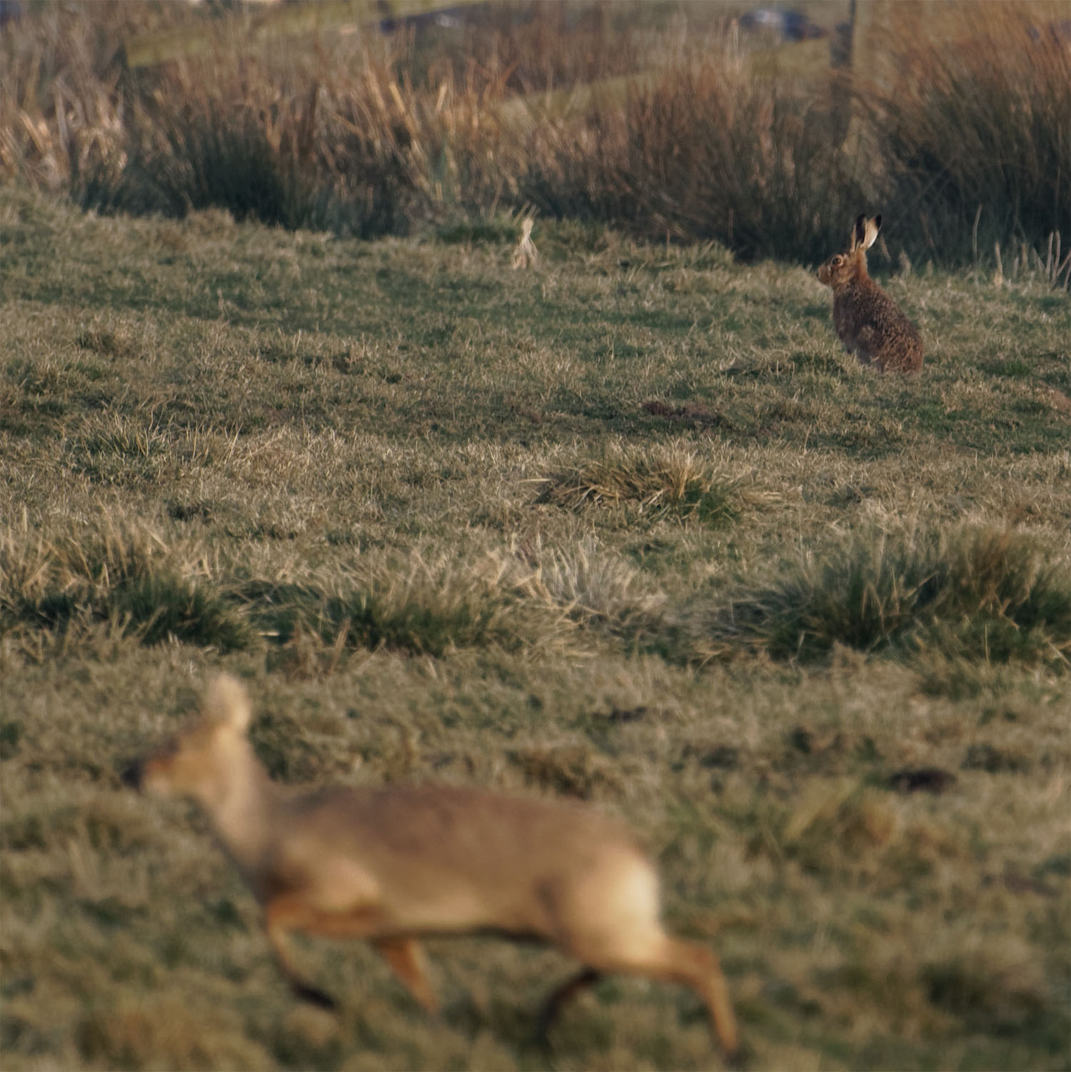 Broads hare1 22 Mar 22