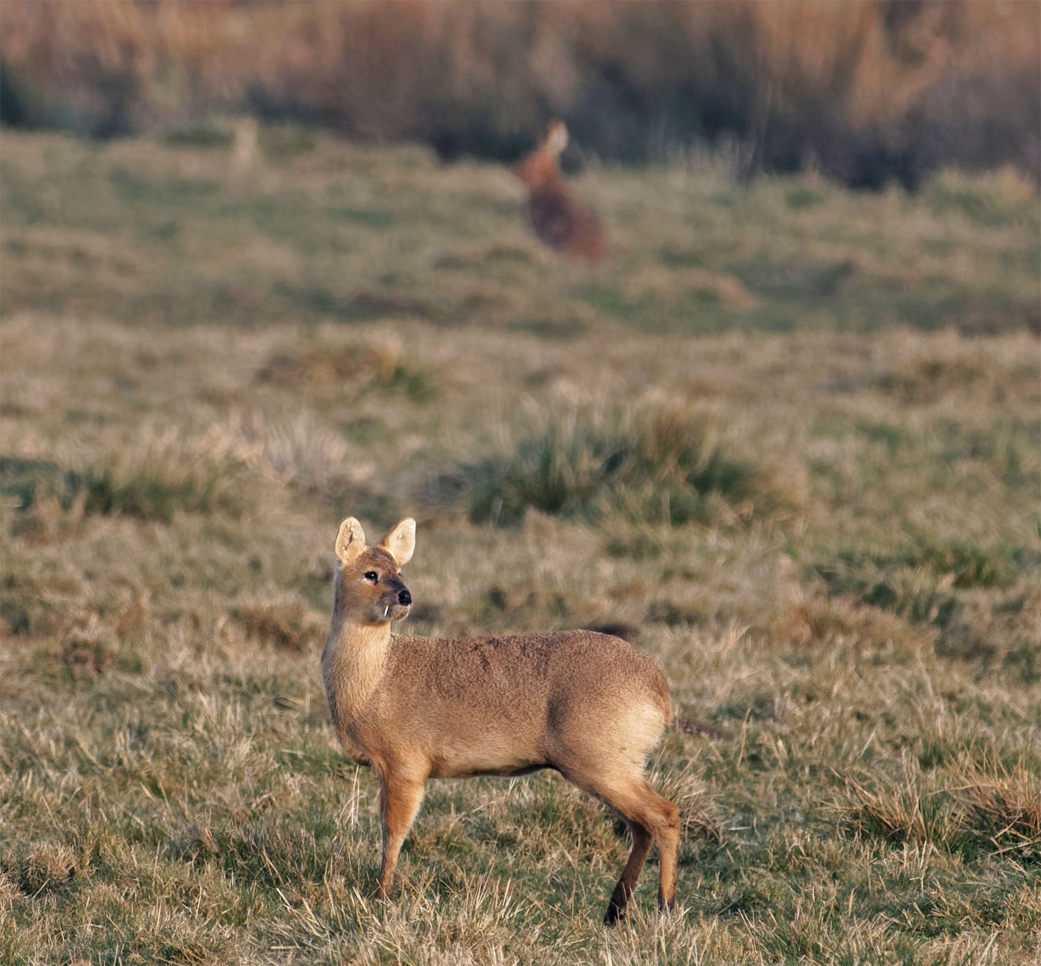 Broads water deer1 22 Mar 22