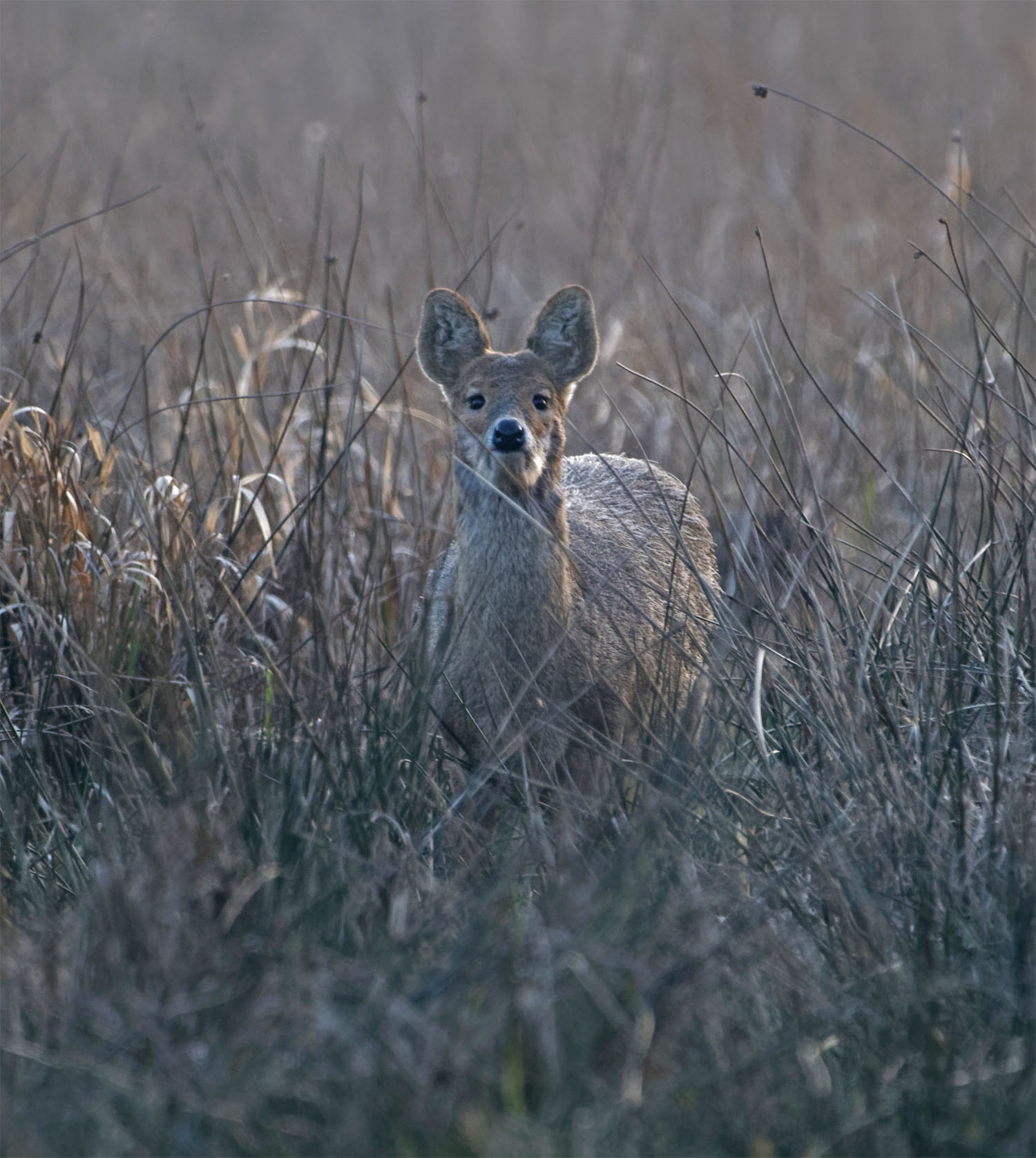 Broads water deer2 22 Mar 22