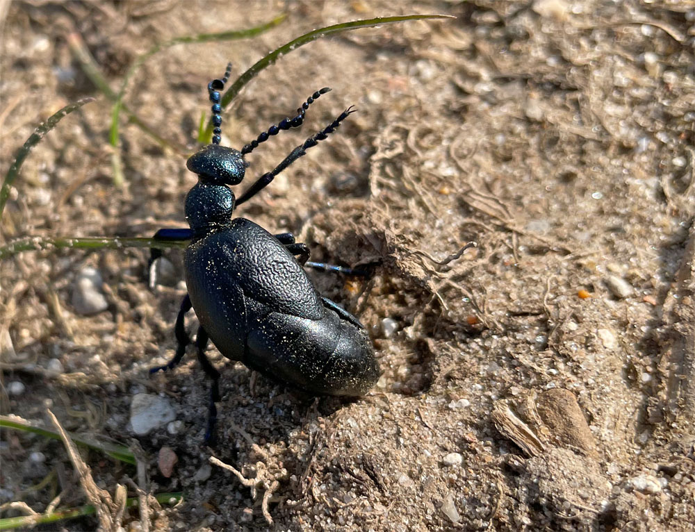 Peddars7 25 March 22