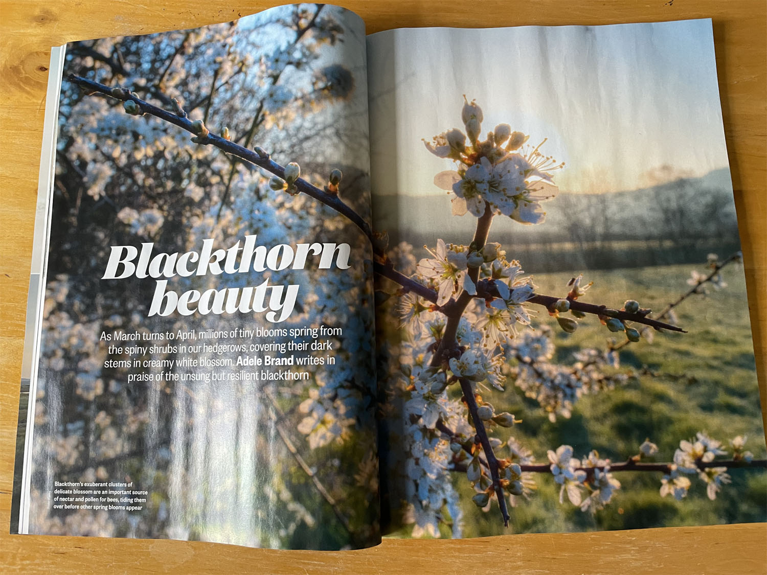 Blackthorn article