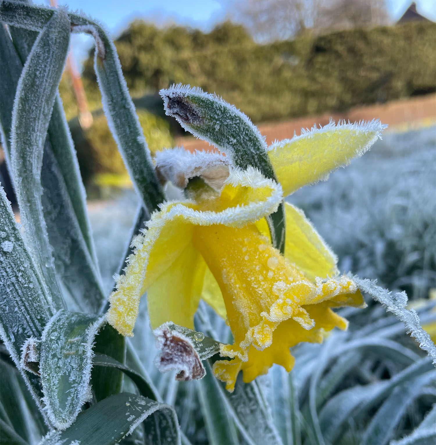 Frozen daffodil April 22