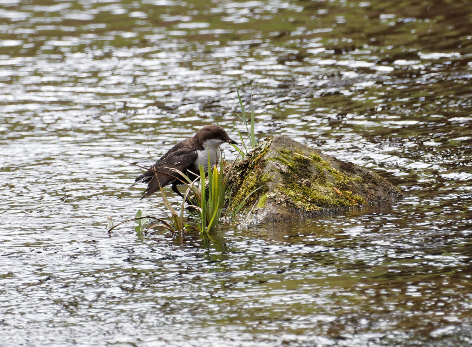 Dipper Cragside