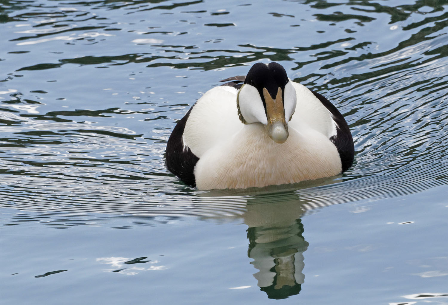 Eider duck2