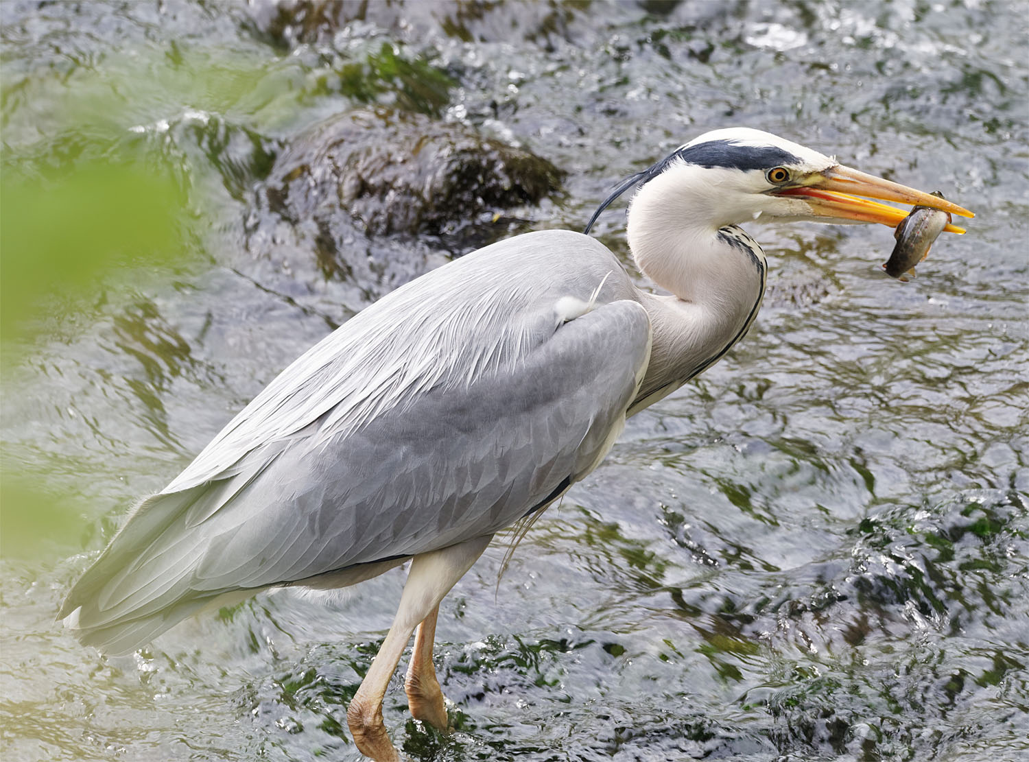 Grey heron trout