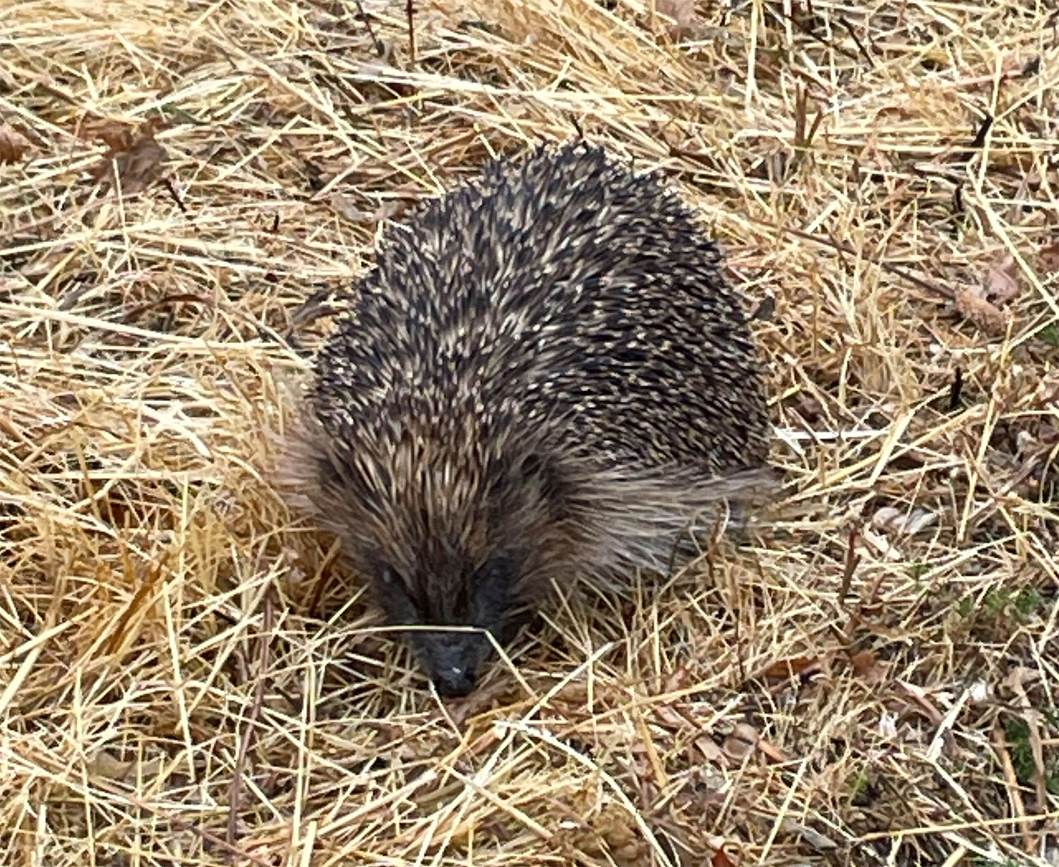 Hedgehog 31 July 2022