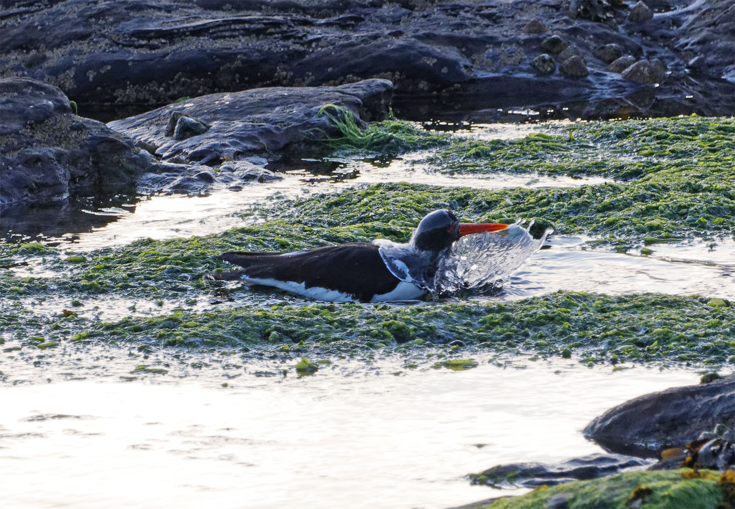 Oystercatcher