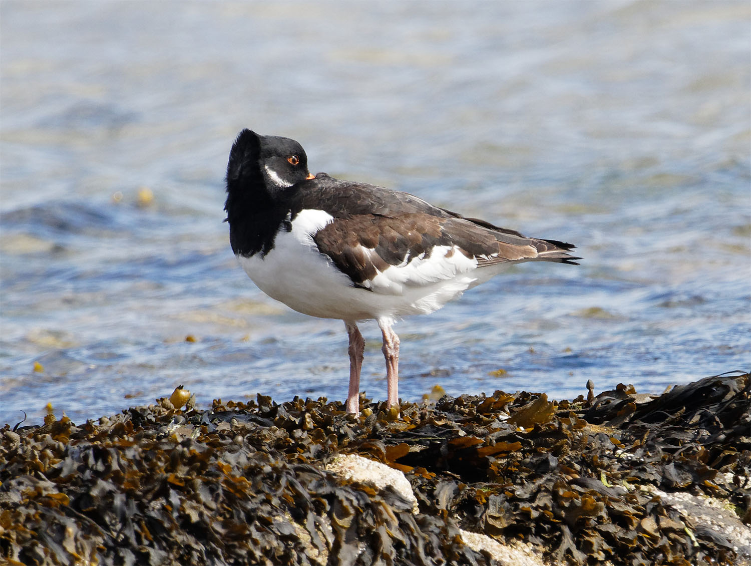 Oystercatcher2