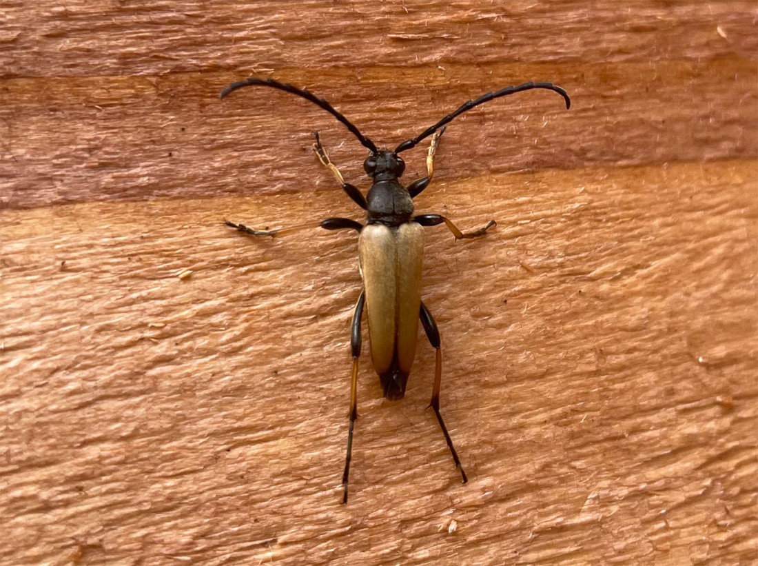 Red brown longhorn beetle