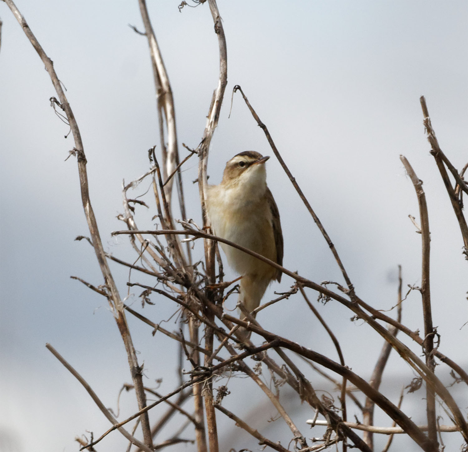 Sedge warbler