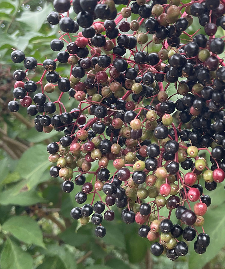 Elderberries Aug 22