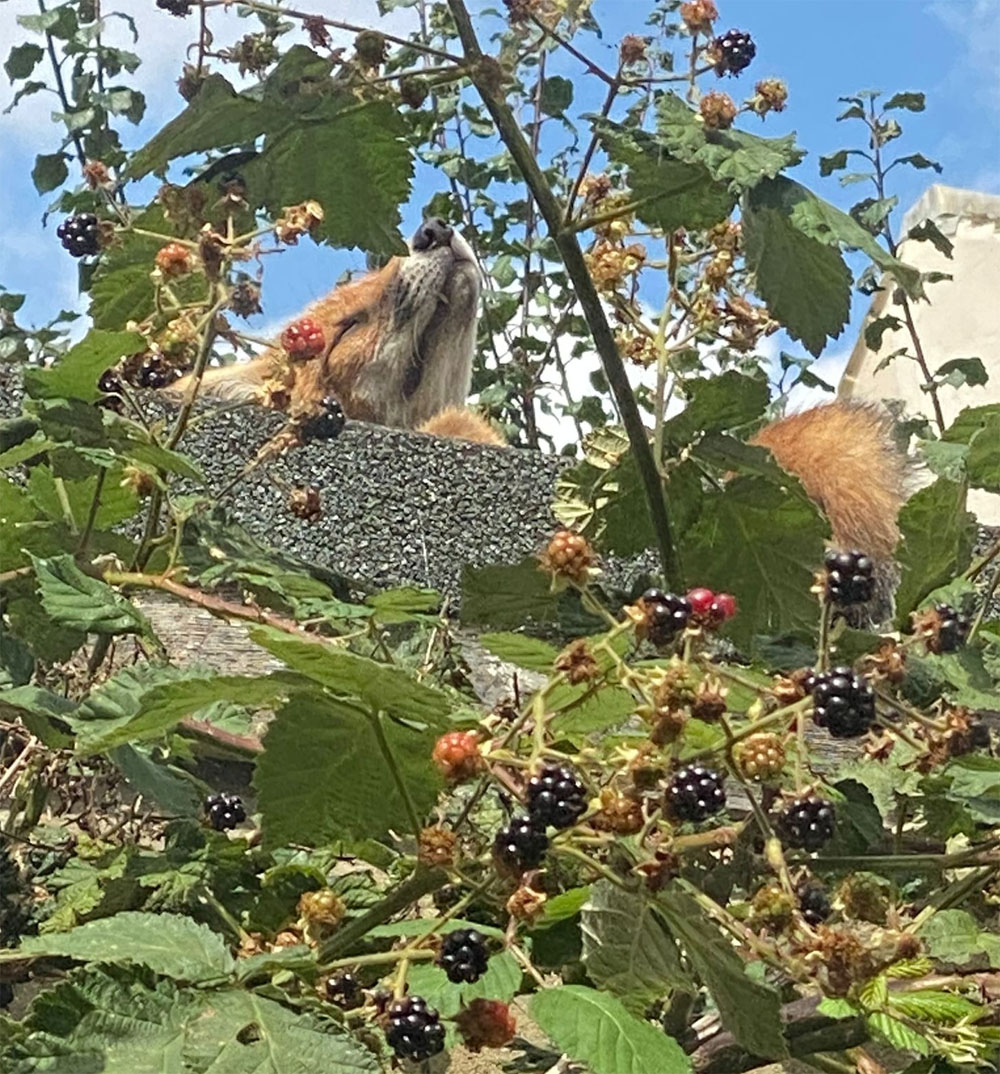 Fox and blackberries July 22