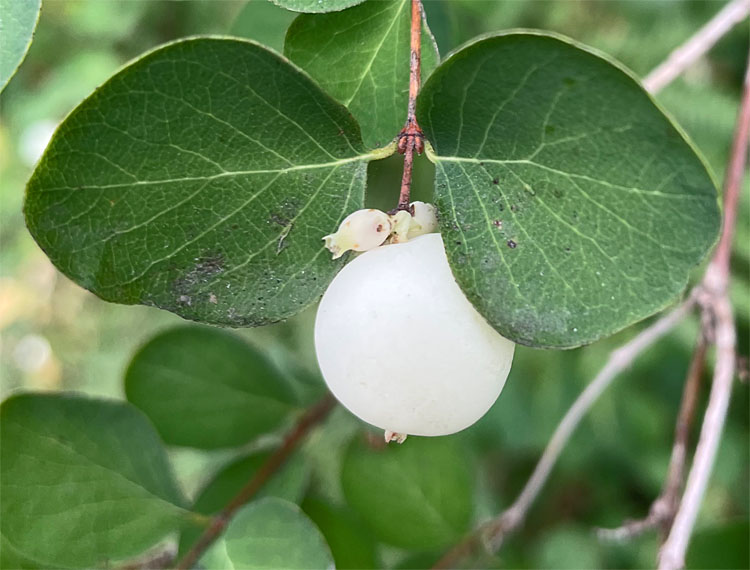 Snowberry Aug 22