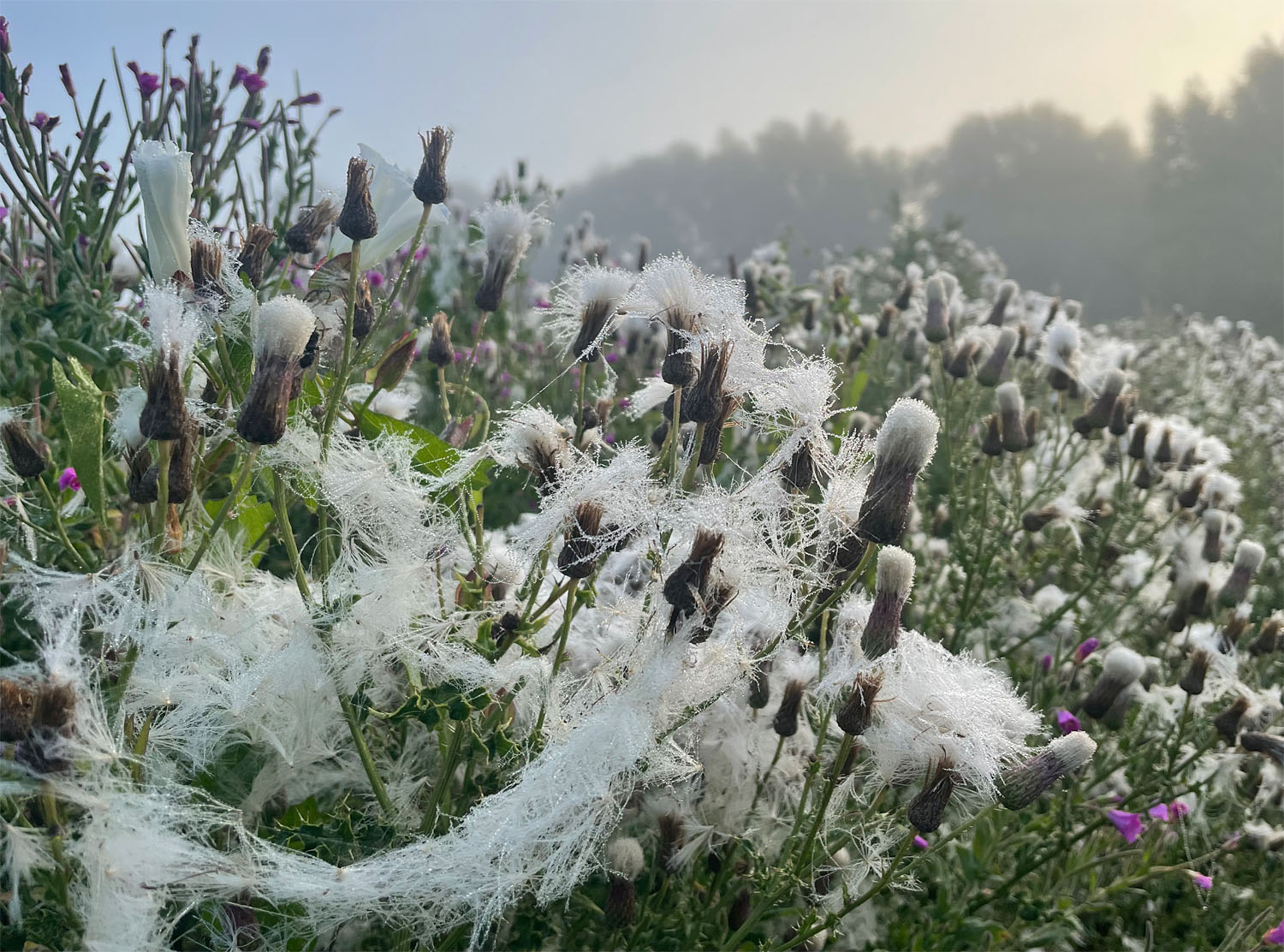 Thistle frost 220810