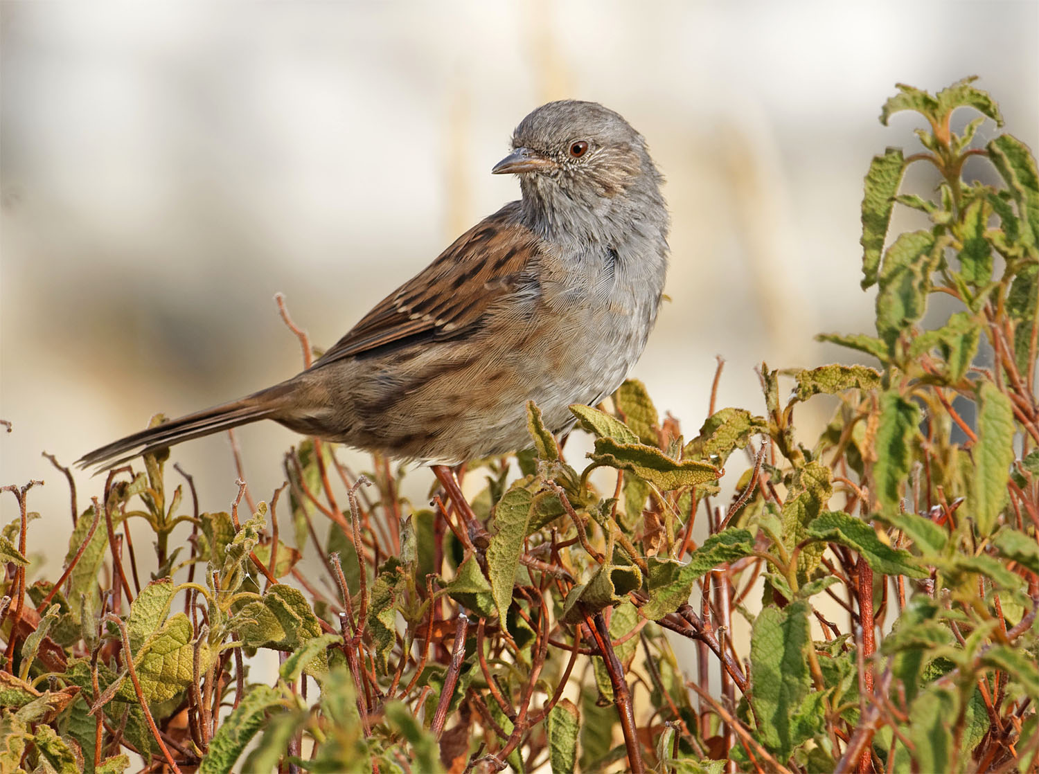 Dunnock Sept 22