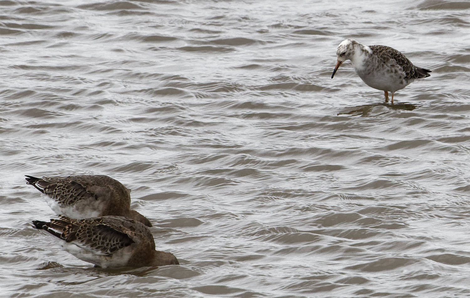 Redshank leucistic Sept 22