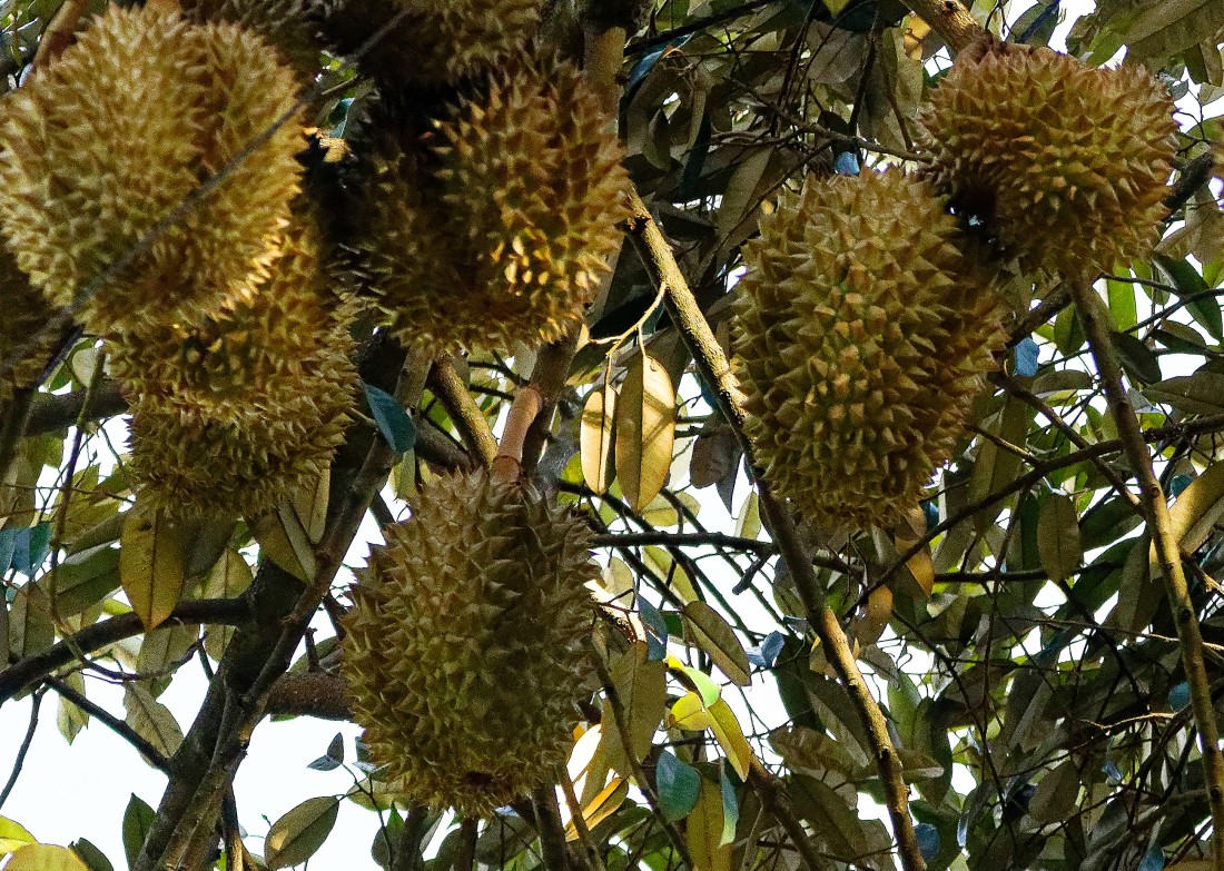 Durian fruits_DxO