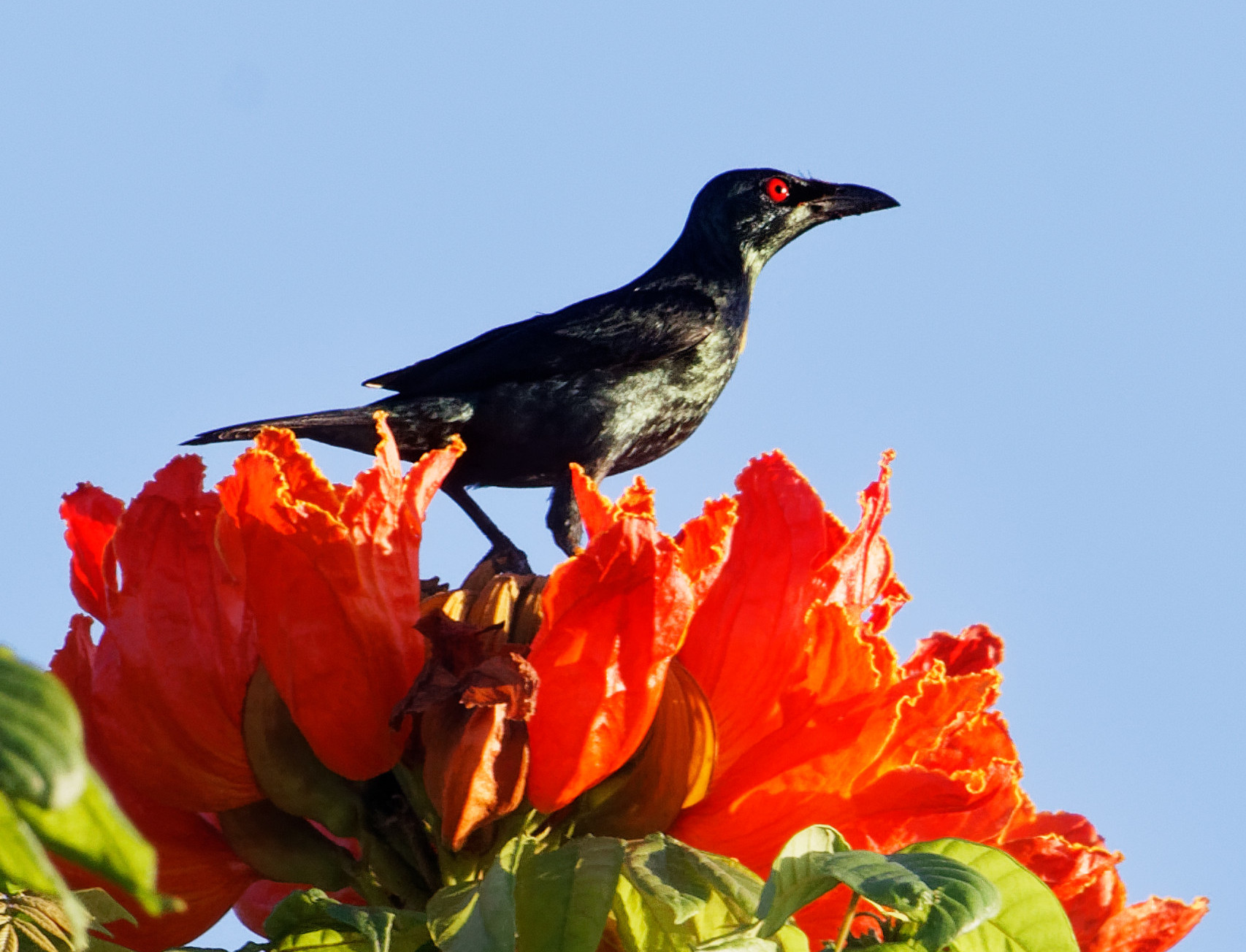 Glossy starling