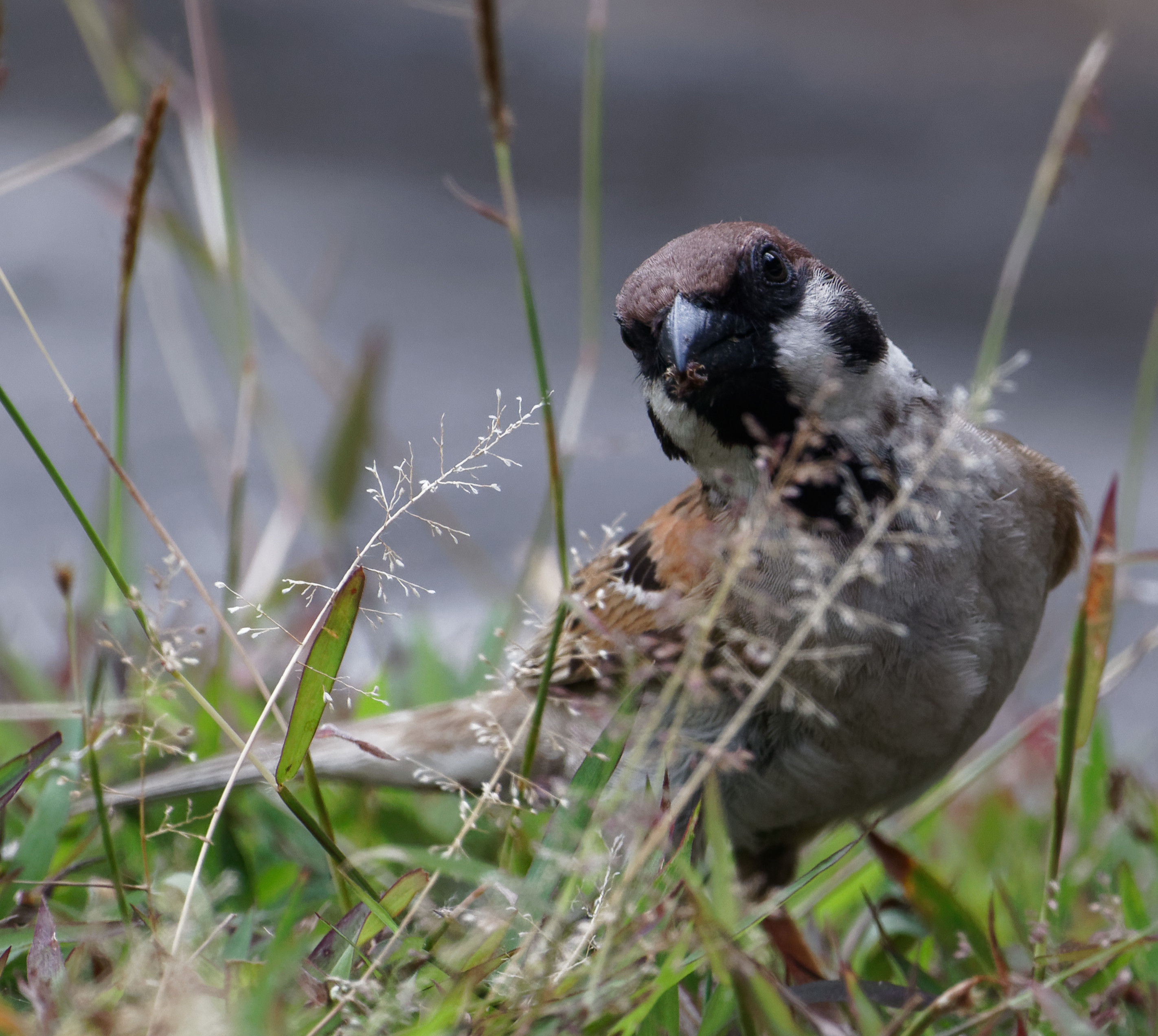 Tree sparrow