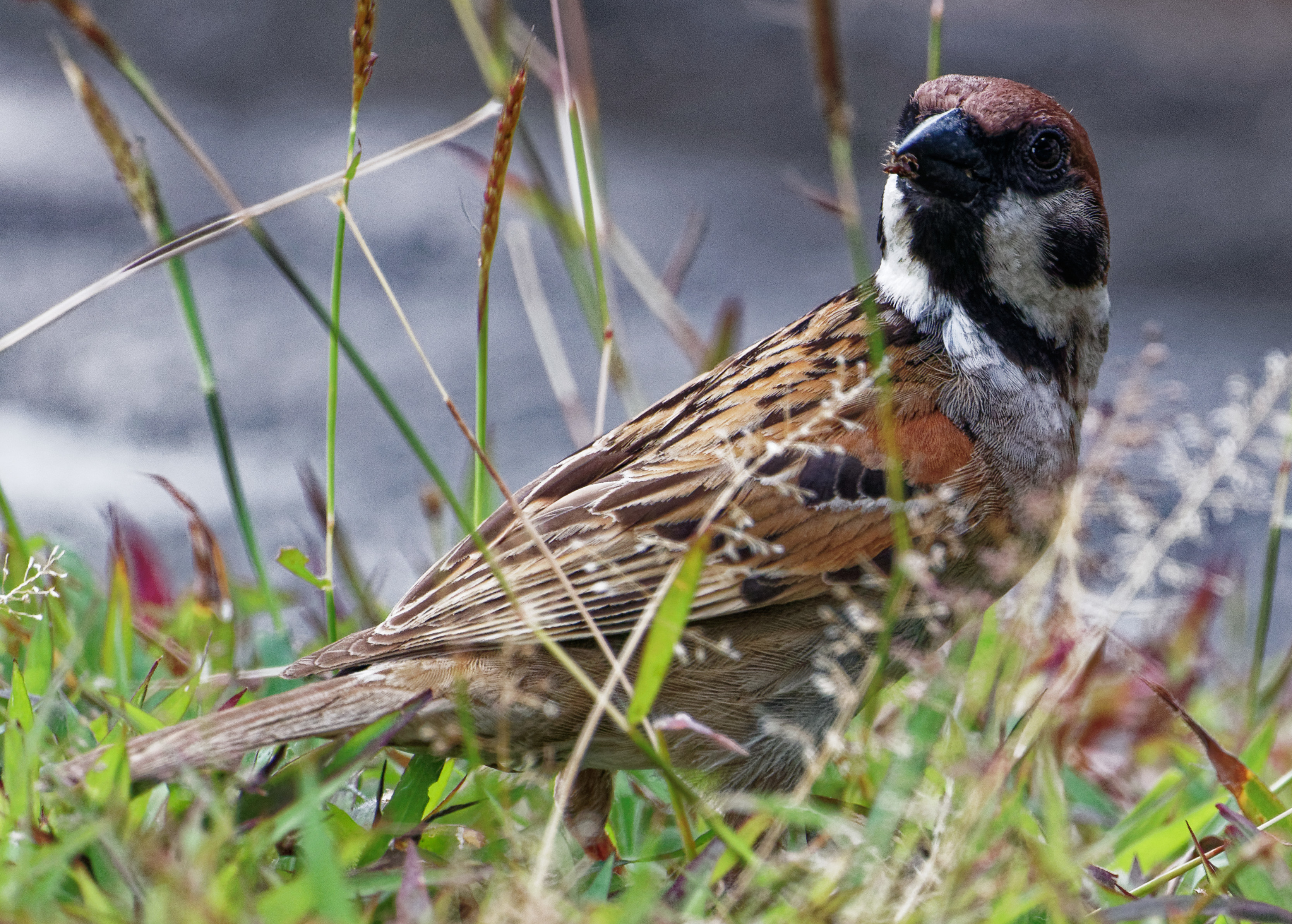 Tree sparrow2