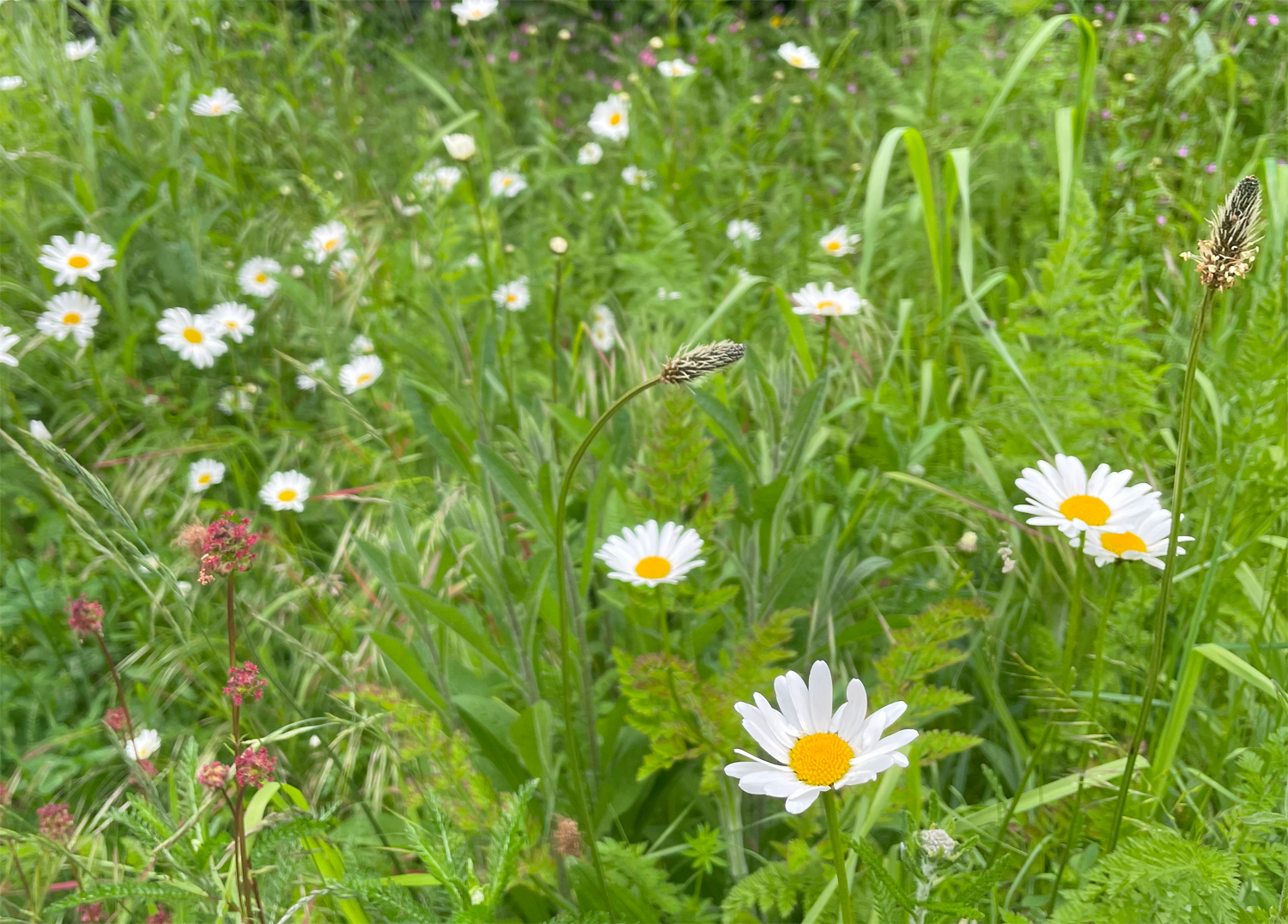 Garden meadow2 June 23