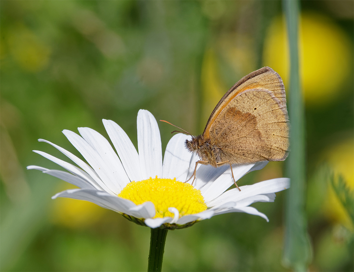 Garden meadow3 June 23