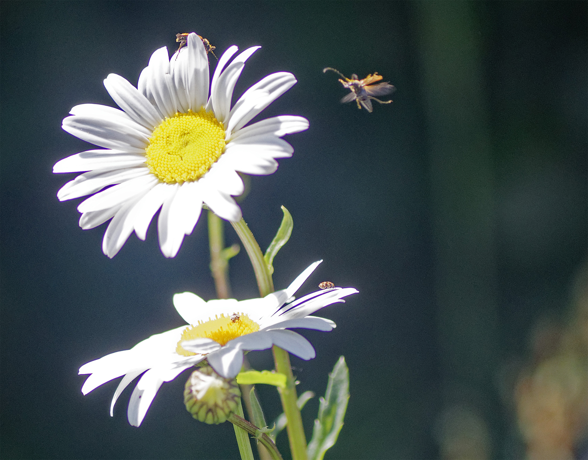 Garden meadow4 June 23