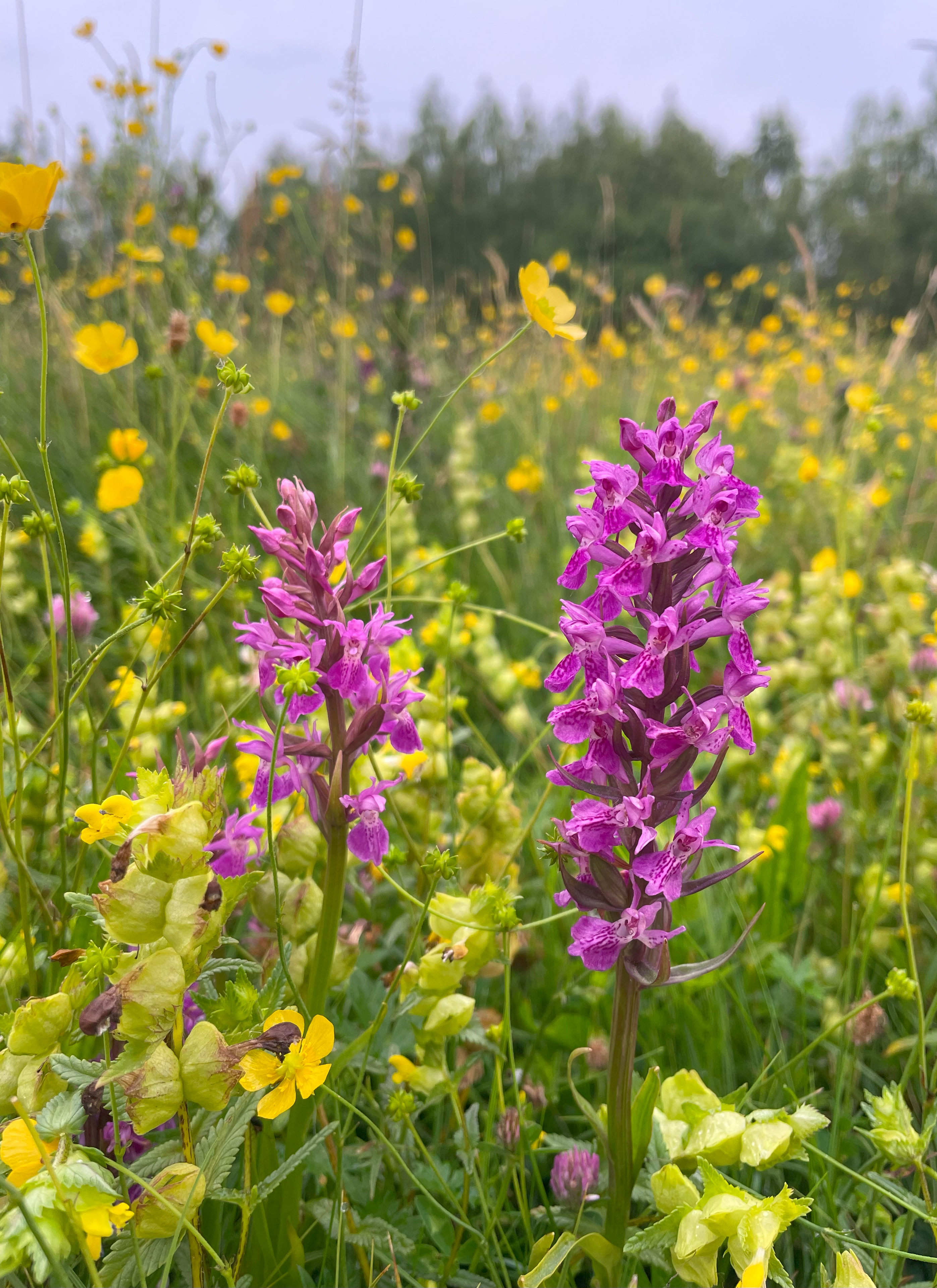 Southern marsh orchids