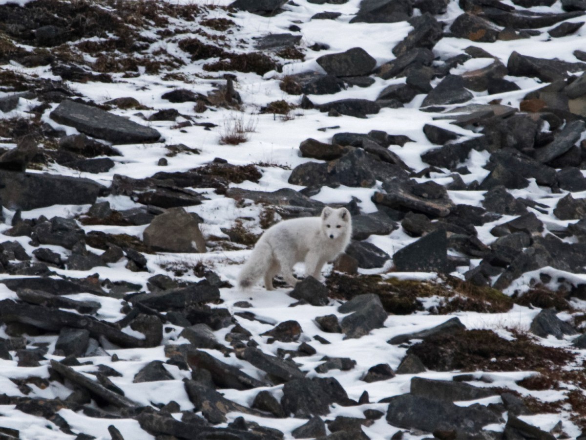 Svalbard: The Fox of Our&nbsp;Past