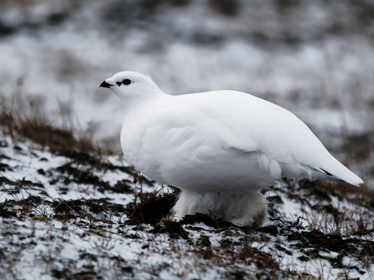 Svalbard: Life on&nbsp;Ice
