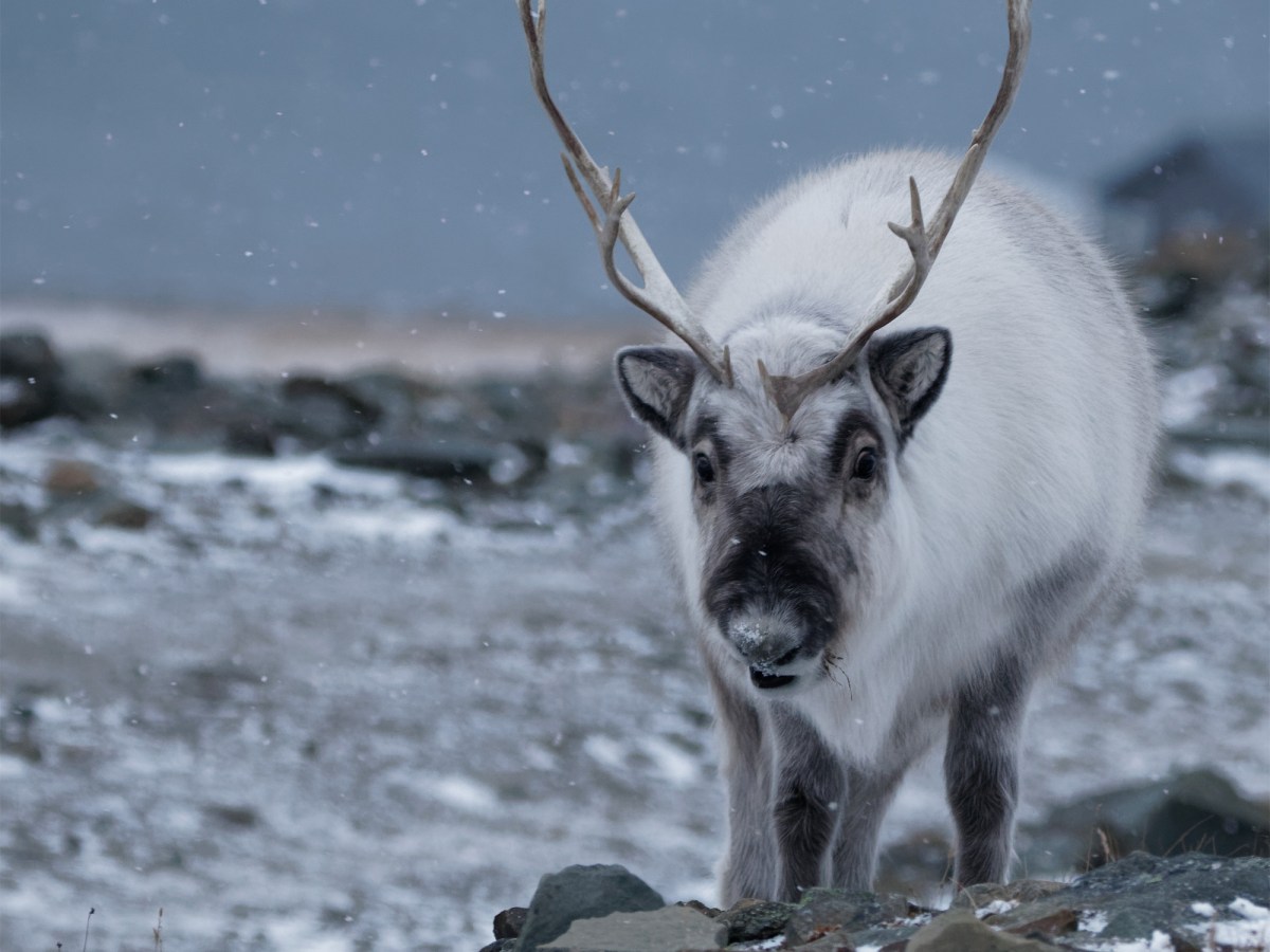Svalbard: Diet of&nbsp;Rocks