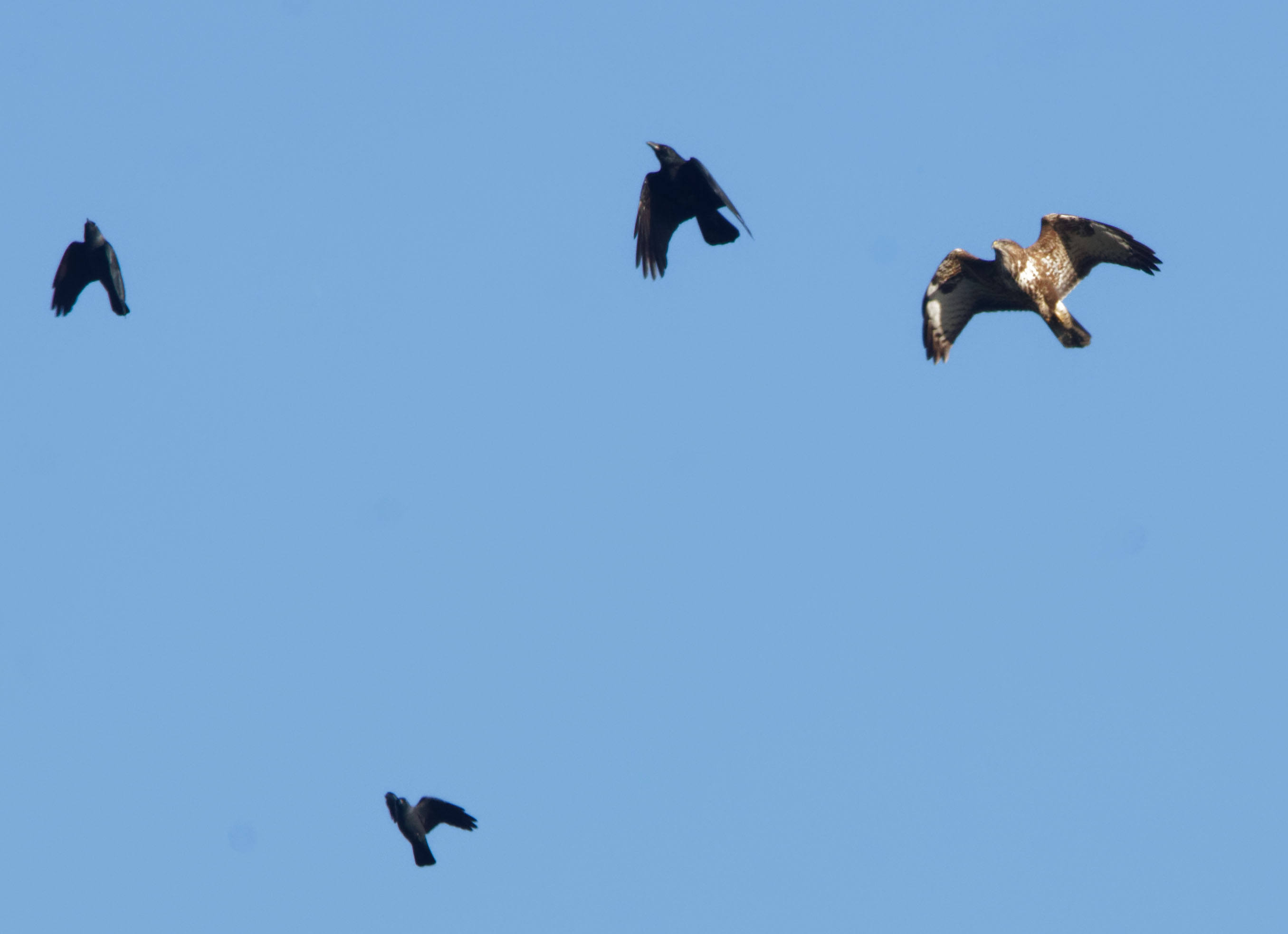 Buzzard and pests Nov 23