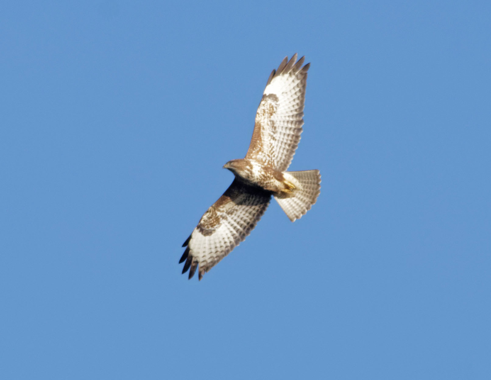 Buzzard and pests2 Nov 23