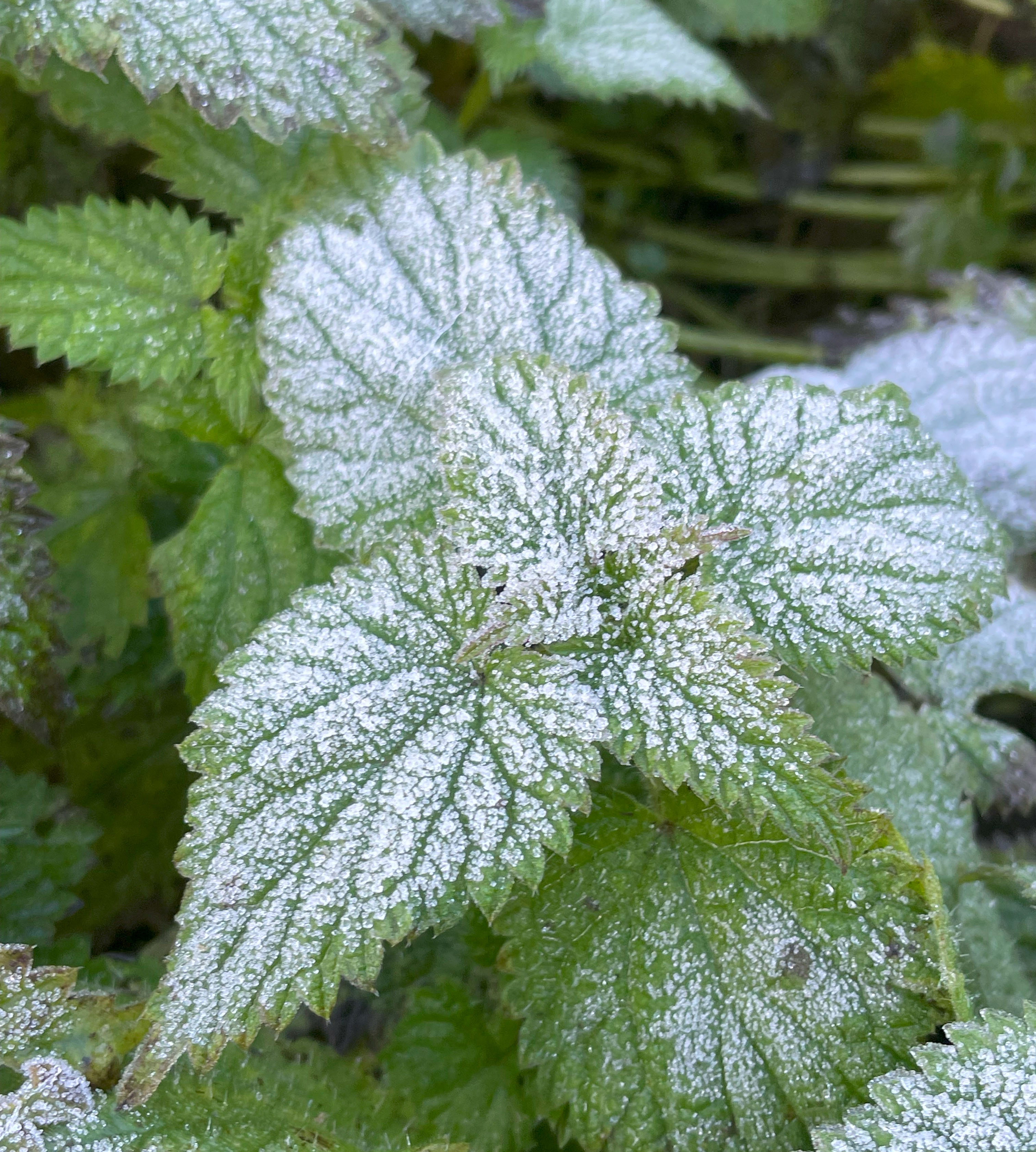 Stinging nettle frosty