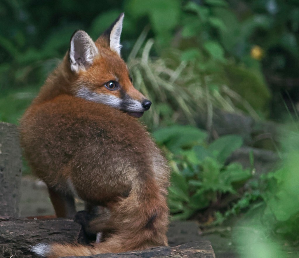 Happy Christmas (again)