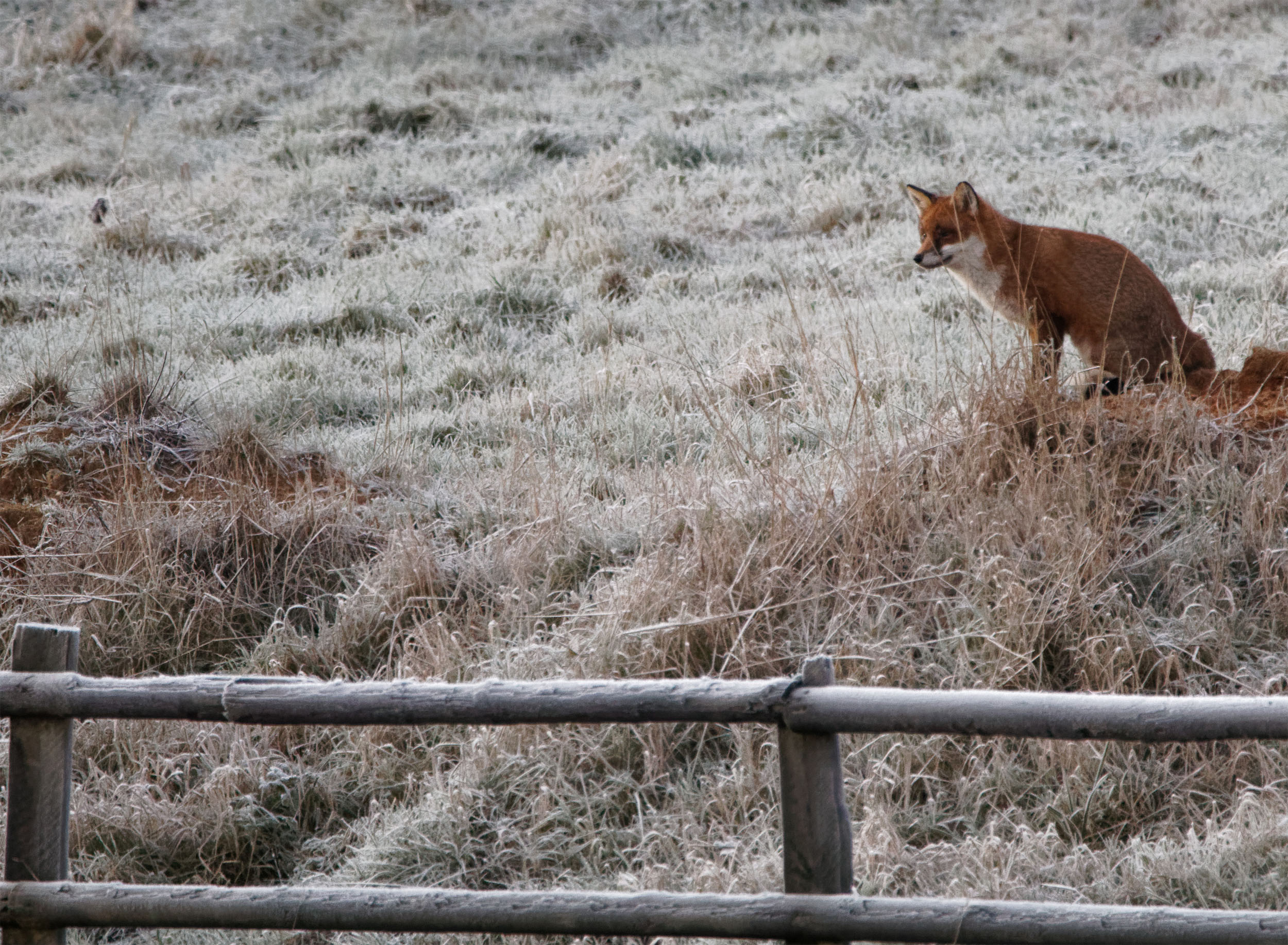Foxes2 Frosty morning 250103