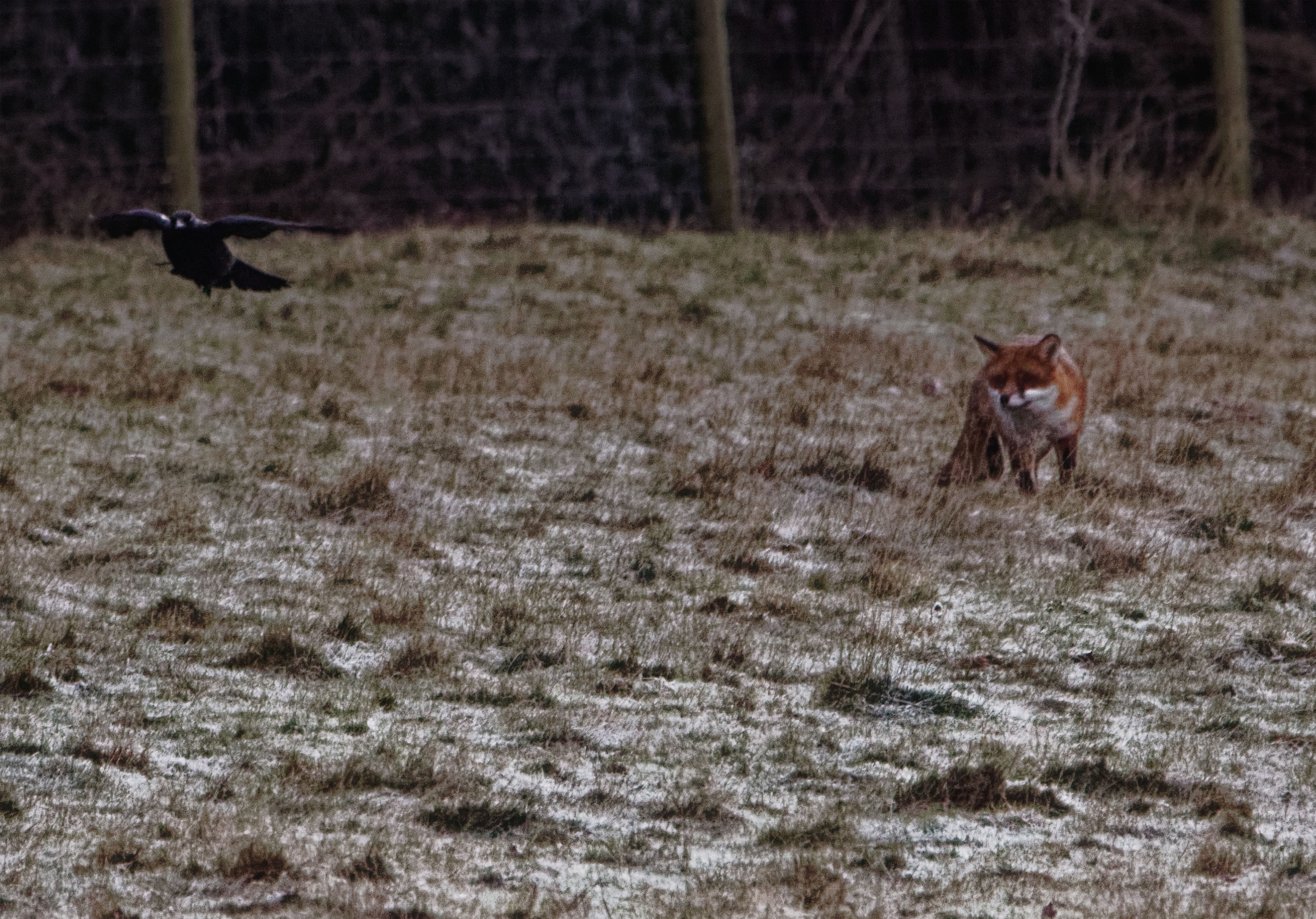 Foxes5 Frosty morning 250103