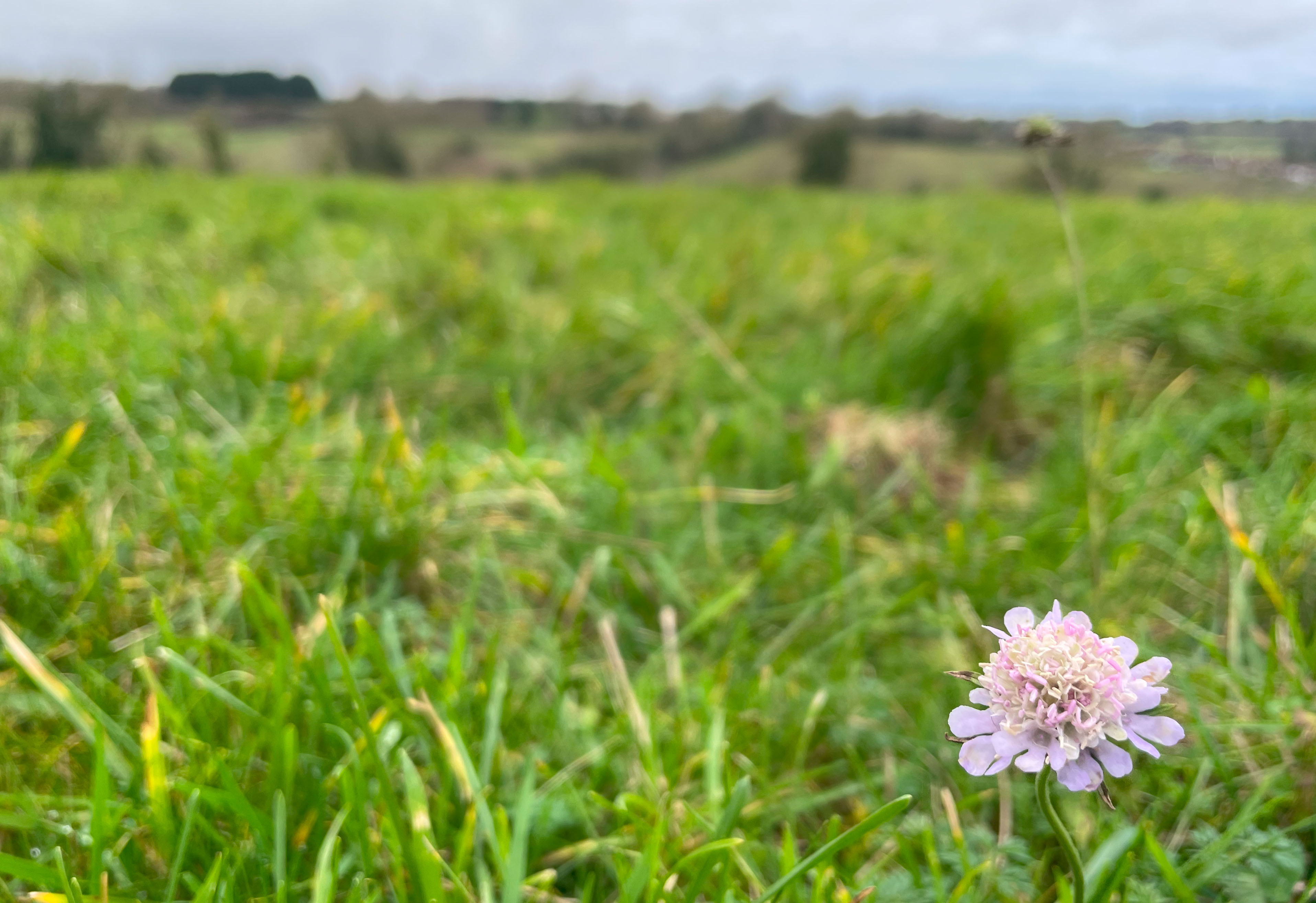 Scabious 31 Dec 24
