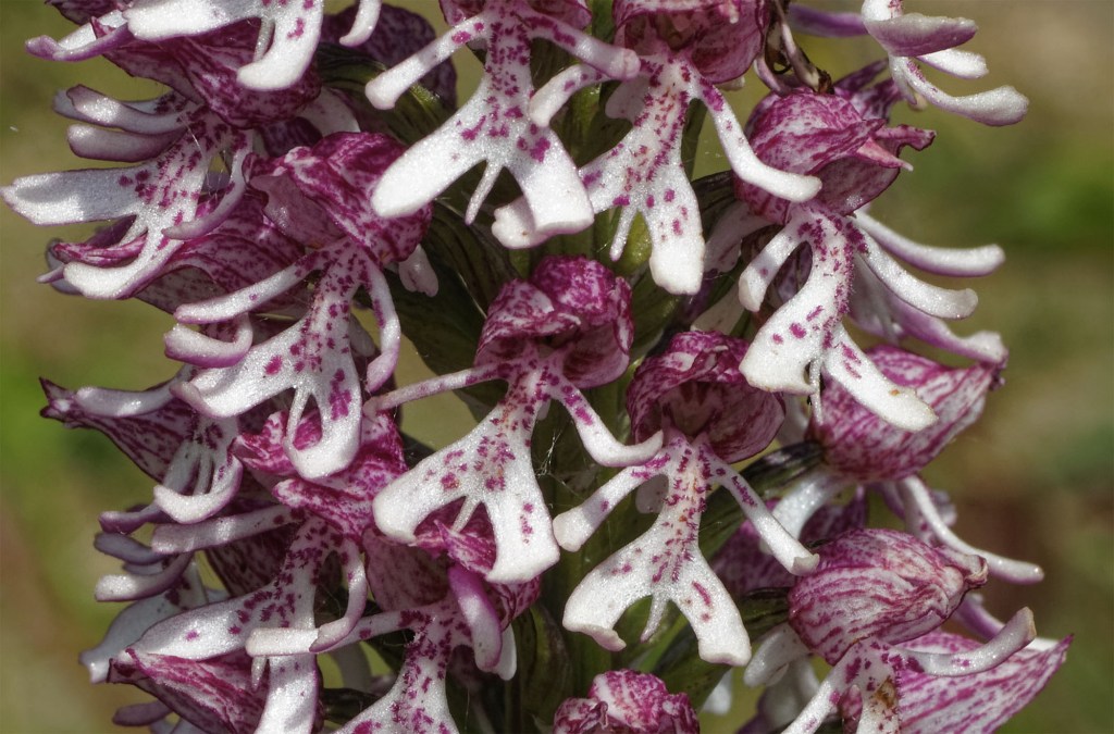 The Lady, the Soldier and the&nbsp;Monkey