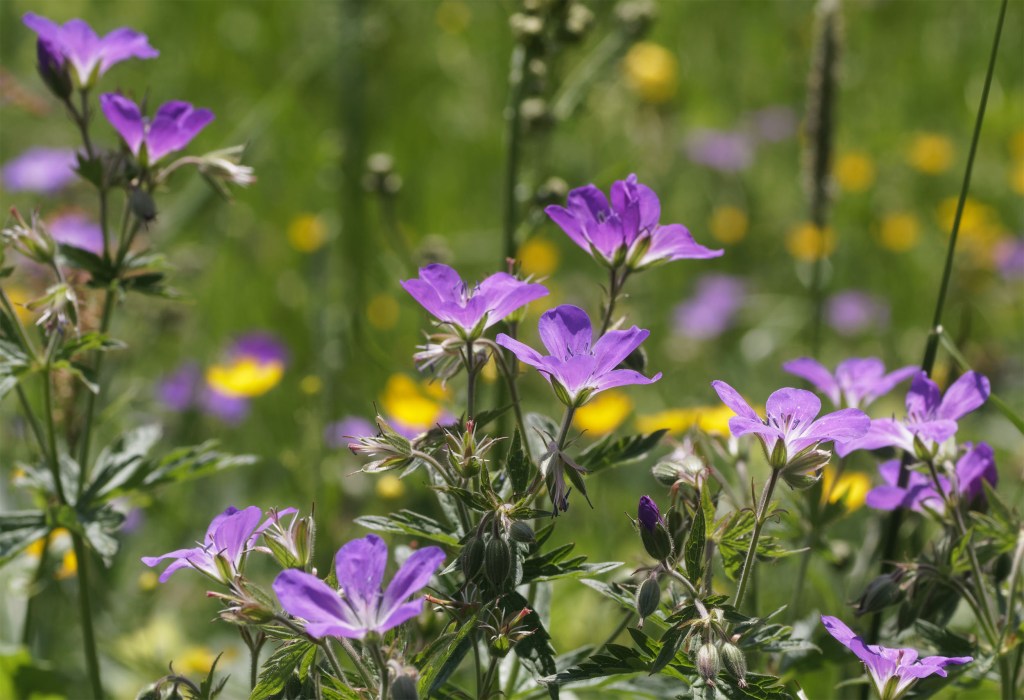 The Paintbox on the Mountain