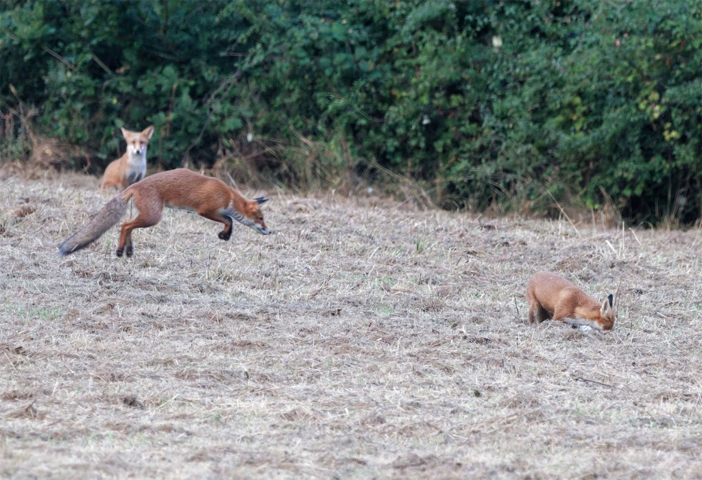 To Entertain a&nbsp;Fox
